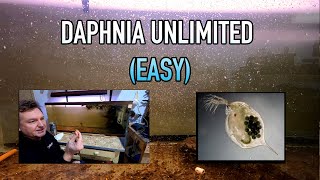 How I Raise Daphnia Water Fleas And You Can Too [upl. by Emelda734]