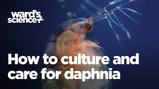 Caring and Culturing for Daphnia [upl. by Morentz]