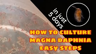 How to Culture Magna Daphnia Easily [upl. by Shafer]