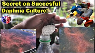 How to Culture Daphnia Successfully [upl. by Phillipp]