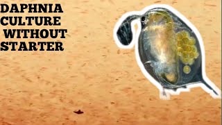 HOW TO CULTURE DAPHNIA NATURALLY WITHOUT A STARTER [upl. by Scrogan695]