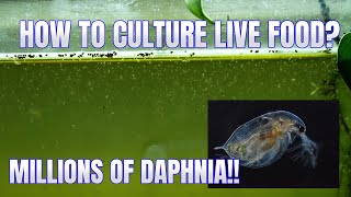 How to Culture Daphnia Secret Method to Breed MILLIONS  Simply Aquatic [upl. by Aro]