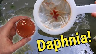 How I Culture Daphnia In Outdoor Tubs [upl. by Shirleen672]