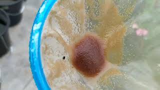 How to culture daphnia moina in a small container Part 1 English Subtitle [upl. by Nawak]