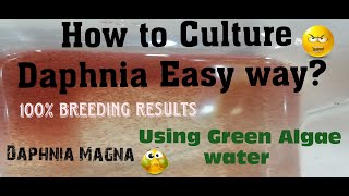 Daphnia MagnaHow to Culture Daphnia Easy wayCulturing Daphnia using Green water Daphnia [upl. by Araht694]