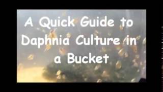 How to culture daphnia outside [upl. by Reimer]