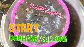 How to culture daphnia moina the easy way 1  Starting the Daphnia culture [upl. by Stagg363]