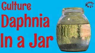 How to Culture Daphnia in a Jar [upl. by Analaf]