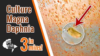 How to culture DAPHNIA MAGNA  The easy way [upl. by Gasperoni]