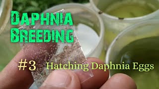 Daphnia Culture made simple and easy 3  Hatching Daphnia eggs [upl. by Winthrop757]