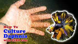 How to Culture Daphnia with ZERO Cost  Unlimited Live Food For Our Fish [upl. by Esilrahc]