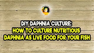 DIY Daphnia Culture How to Culture Nutritious Daphnia as Live Food for Your Fish [upl. by Kelcy]