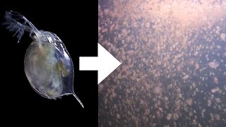 How I Culture Daphnia [upl. by Yrevi]