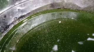 DAPHNIA MOINA CULTURE IN A SMALL BUCKET [upl. by Anirat]