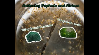 How To Culture Daphnia and Moinas using Green Water Spirulina powder [upl. by Yrhcaz]