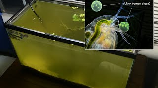 Raising Daphnia for the Freshwater Aquarium [upl. by Khosrow]