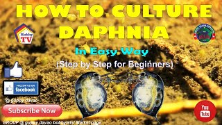 HOW TO CULTURE DAPHNIA In Easy Way [upl. by Johnny]